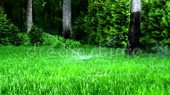 夏天给花园或公园的草坪浇水视频的预览图