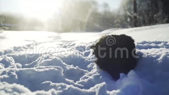 猫在雪地里梳洗视频的预览图