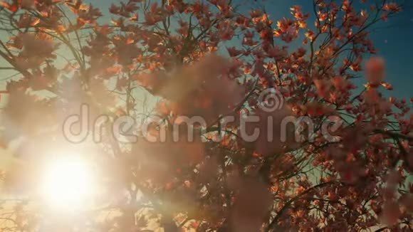 美丽的玉兰树落花映衬着夕阳视频的预览图