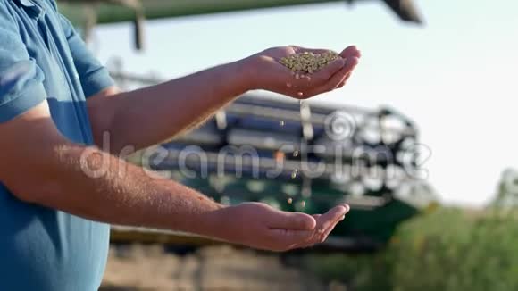 田间农民手浇大豆结合试验背景分析新熟豆收获视频的预览图