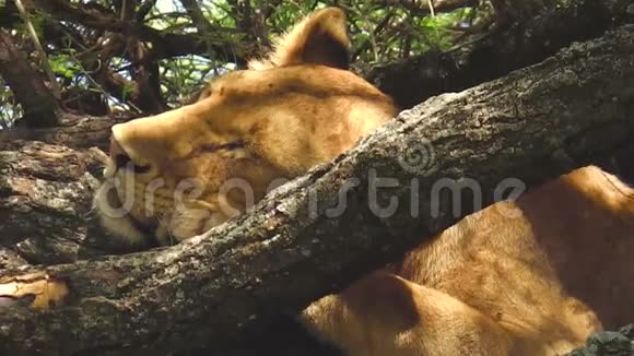 年轻狮子马尼亚拉湖国家公园视频的预览图