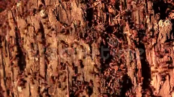 蚂蚁住在老桦树桩里视频的预览图