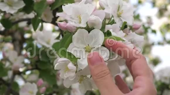 女人的手慈爱地抚摸和抚摸着树上盛开的白花视频的预览图