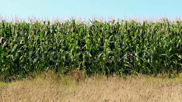 在阳光明媚的日子里玉米地的正面景色在风中轻轻摇曳视频的预览图