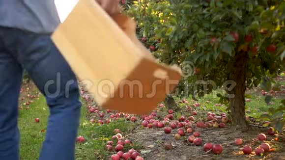 一个农场里的杂工用木箱收割苹果大型苹果园外来工人农业雇工视频的预览图