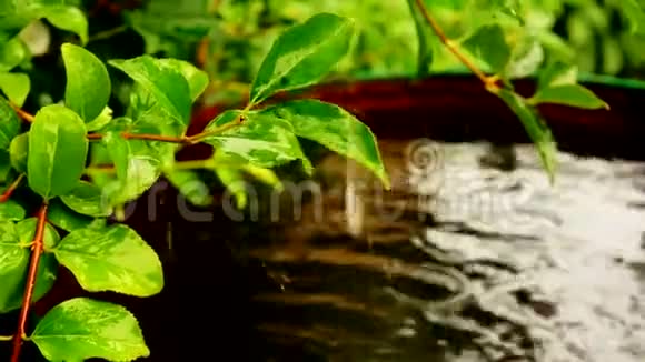 一桶雨水上方的连翘灌木上的叶子视频的预览图