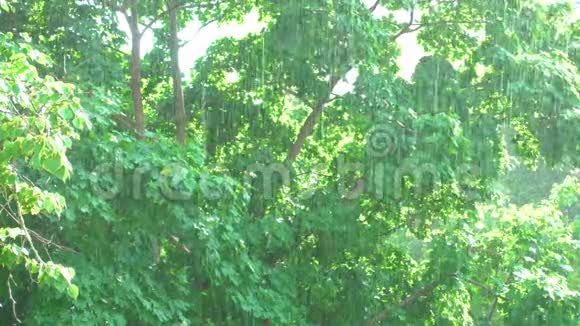 日光浴阳光下的树木和雨水视频的预览图