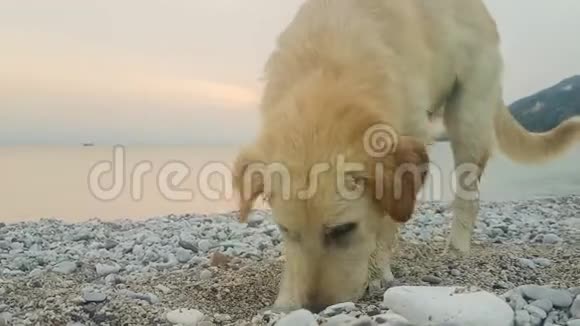 小狗在海滩玩得很开心视频的预览图