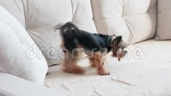 约克郡猎犬在沙发上玩耍视频的预览图