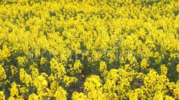 油菜花在模糊背景上的美丽春日金花甘蓝型油菜花在拉丁文中的胜利视频的预览图