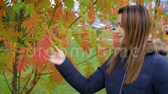 秋天的森林里快乐可爱美丽的年轻女子的肖像女孩摸了摸秋叶的手4k视频的预览图