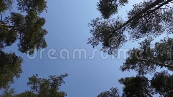 松树在风中飘荡视频的预览图