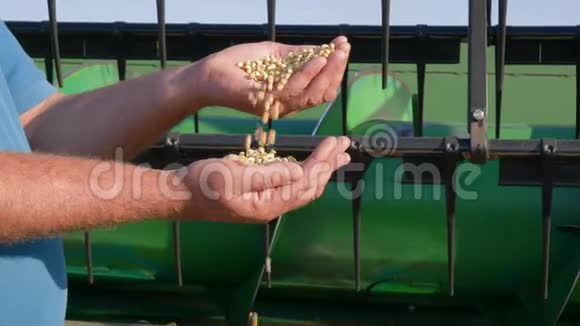 秋收农民手中拿着新鲜大豆在绿色农业机械的背景下倒灌视频的预览图