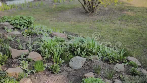 美丽的绿色花坛上有植物视频的预览图