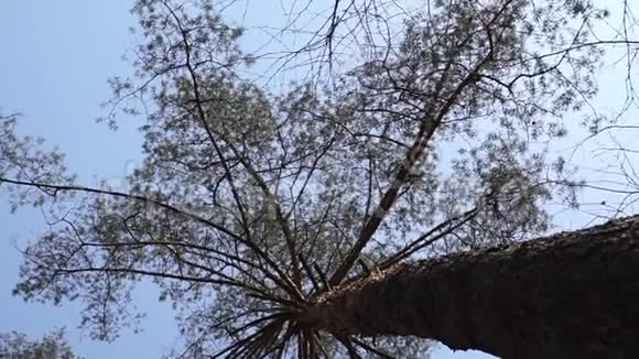 松树在风中飘荡视频的预览图