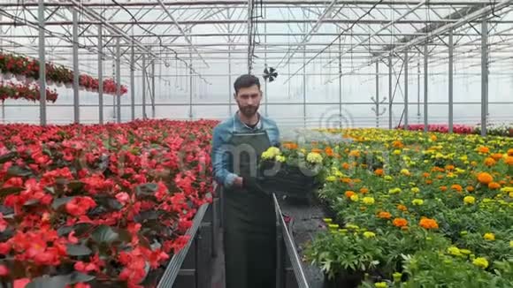 工人在花盆里散步农业工程师在温室工作视频的预览图