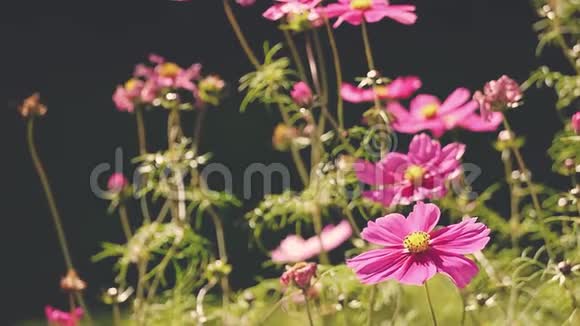 粉红色的花坛在轻风中缓缓移动视频的预览图