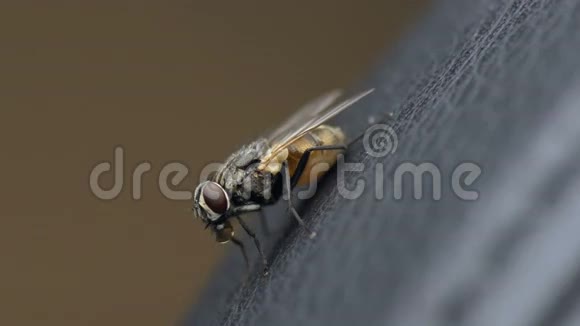 一只苍蝇的特写视频视频的预览图