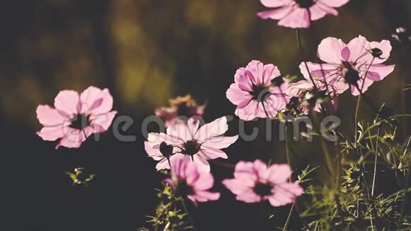 粉红色的花坛在轻风中缓缓移动视频的预览图