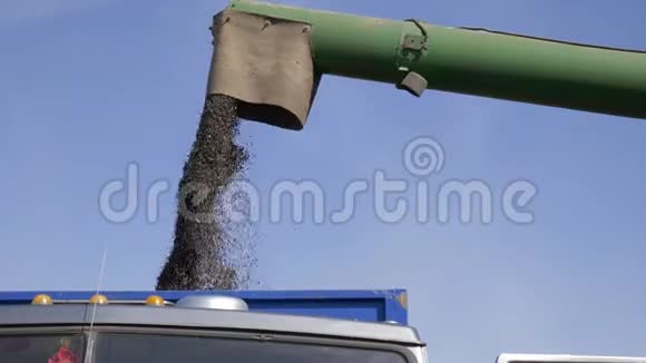 联合收割机在卡车上卸下葵花籽在背景天空中运输视频的预览图
