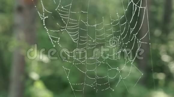 蜘蛛网上的露水视频的预览图