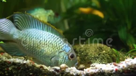 nannacara异常的氖蓝淡水鱼一对一对有壮观的产卵色守护着它们的卵沉积在石头上视频的预览图