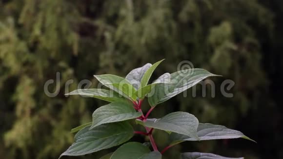 植物有红茎和绿叶在风中摇曳背景上有绿色的叶子视频的预览图