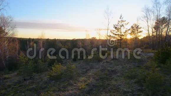 夕阳下的黑松林树木视频的预览图