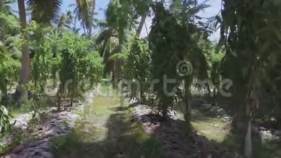 在塞舌尔拉迪格岛穿过香草植物视频的预览图