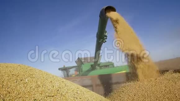在秋收期间农业机械将刚切好的大豆放在拖车上靠天卸货视频的预览图