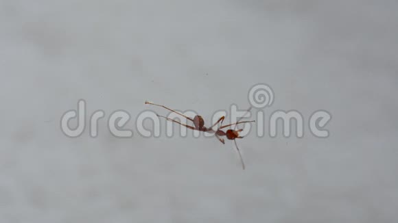 红蚂蚁独自在水里视频的预览图