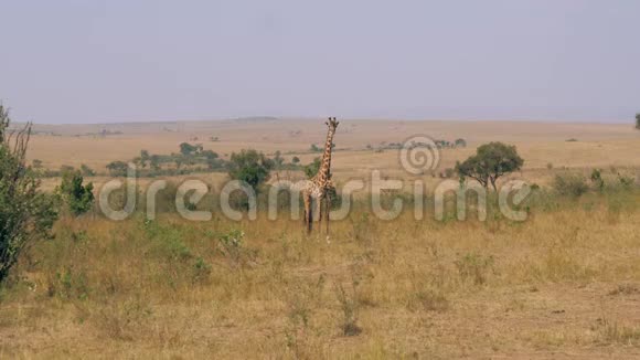 非洲草原的成年长颈鹿在看镜头视频的预览图