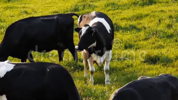 弗里西亚奶牛站在田野里视频的预览图