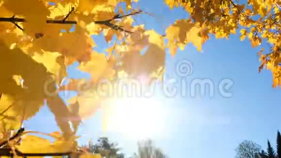 阳光透过枫树的黄叶照射进来树枝在风中摇曳视频的预览图