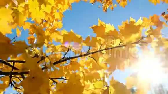 阳光透过枫树的黄叶照耀树枝摇曳视频的预览图