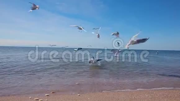 海鸥飞翔捡起扔给他们的食物海面上的海鸥视频的预览图