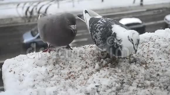 鸽子夫妇喂食视频的预览图