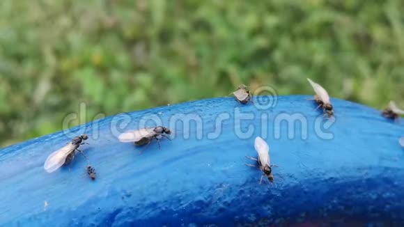 有翅膀的蚂蚁在花园的蓝色表面上成群结队蚂蚁交配期视频的预览图
