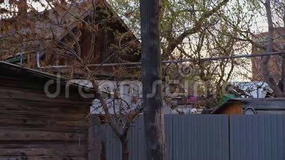 木制贫民窟的房子在天空前的树木轮廓向上拍摄视频的预览图