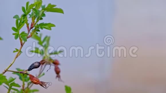 刺蝴蝶在树枝上长出浆果视频的预览图