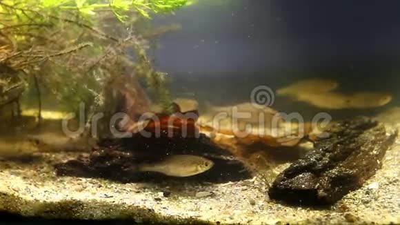 淡水河生物圈养鱼缸中的红杉欧洲苦和白观赏鱼视频的预览图