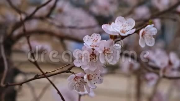 盛开的樱桃树特写上面覆盖着许多白色的小花盘视频的预览图