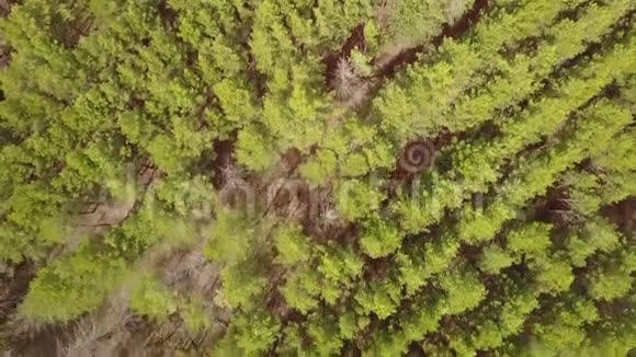 飞行甚至种植针叶林俯视针叶林视频的预览图