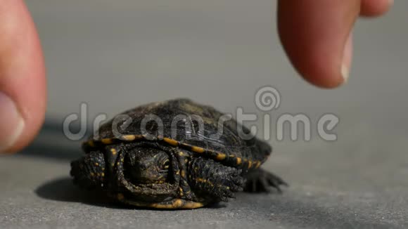 小乌龟在沥青上摆姿势人的手指触摸龟壳转向最佳角度视频的预览图