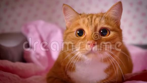 有趣的红猫攻击前瞄准镜头直视着大眼睛俏皮可爱的家庭宠物视频的预览图
