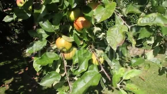 果园里的苹果视频的预览图