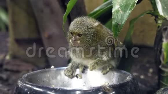 小可爱的猴子喂食视频的预览图