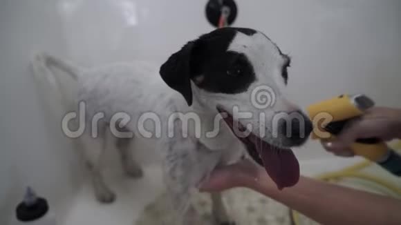 享受水处理的狗视频的预览图