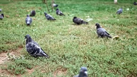 城市公园的草地上有一群鸽子视频的预览图