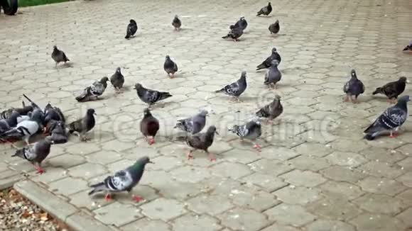成群的鸽子在公园里觅食和觅食视频的预览图
